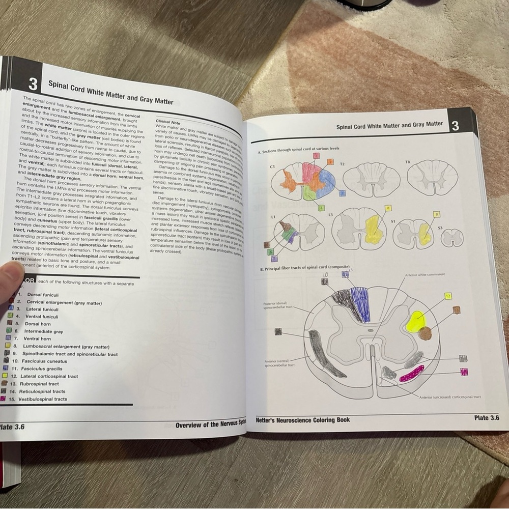 Netter’s Neuroscience Coloring Book - Picture 11 of 11